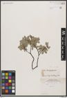Foto von Salix brachycarpa Nutt.